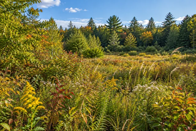 Abenaki Field — AI-generated editorial illustration