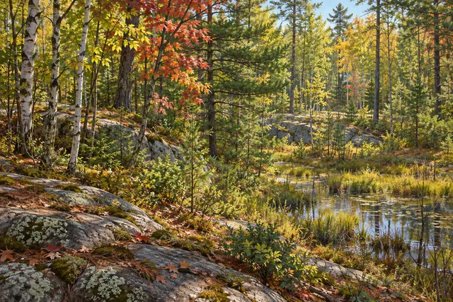 Beartown State Forest — AI-generated editorial illustration