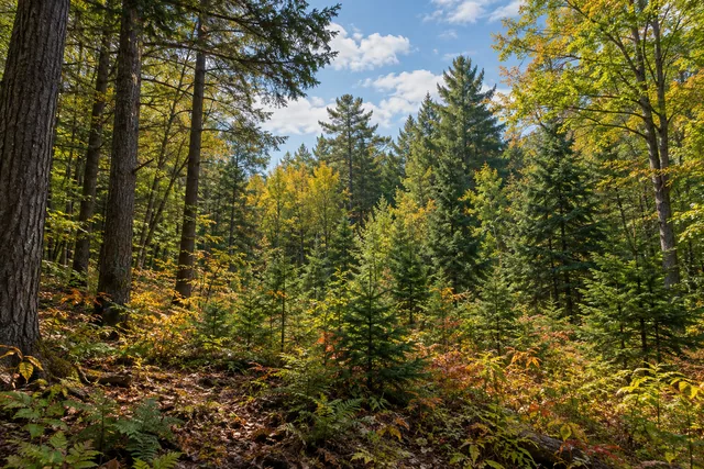 Brokenstraw State Forest — AI-generated editorial illustration