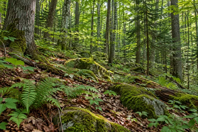 Bryant Hill State Forest — AI-generated editorial illustration