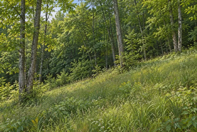 Cameron Mills State Forest — AI-generated editorial illustration