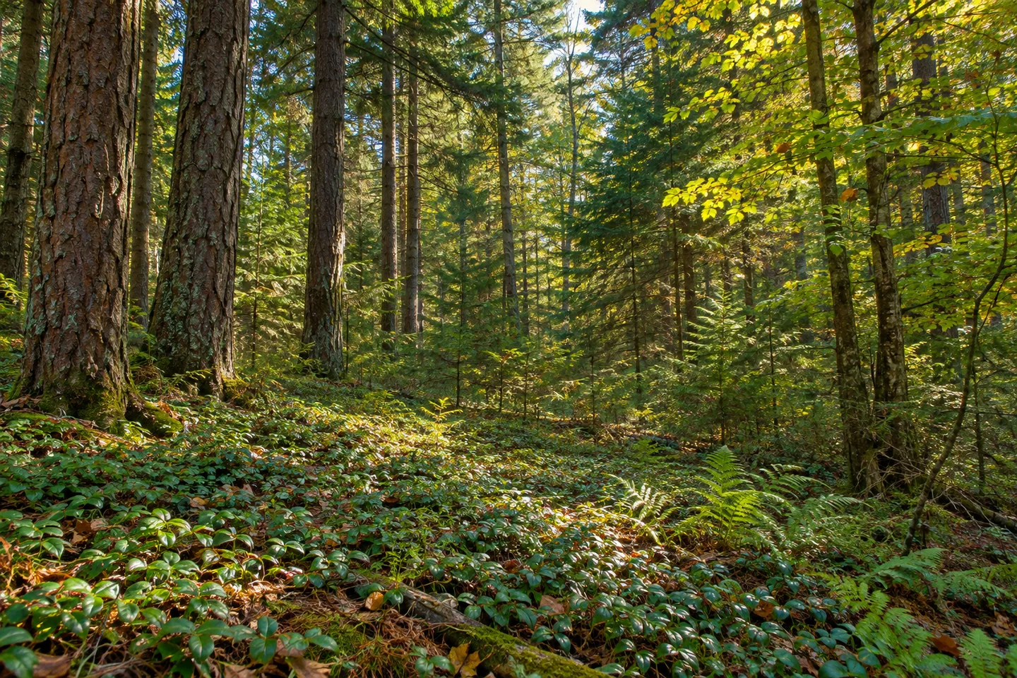 Cattaraugus State Forest — AI-generated editorial illustration