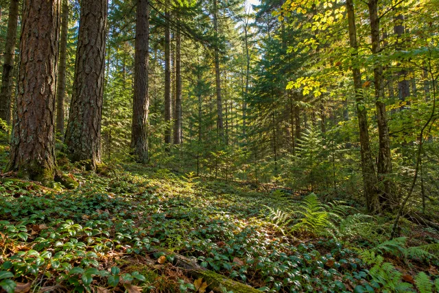Cattaraugus State Forest — AI-generated editorial illustration