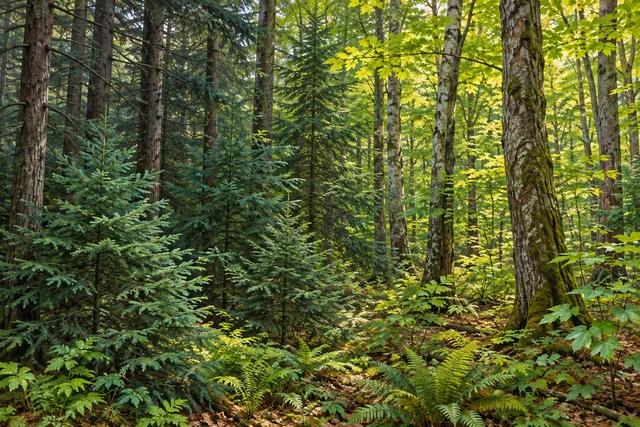 Charles E. Baker State Forest — AI-generated editorial illustration