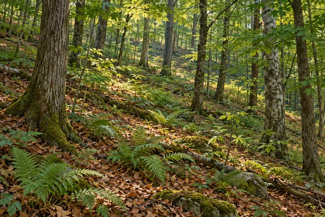 Chestnut Woods State Forest — AI-generated editorial illustration