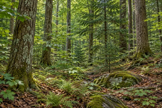 Clark Hill State Forest — AI-generated editorial illustration