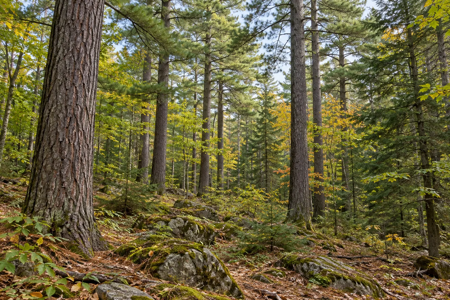 Cold Spring Brook State Forest — AI-generated editorial illustration