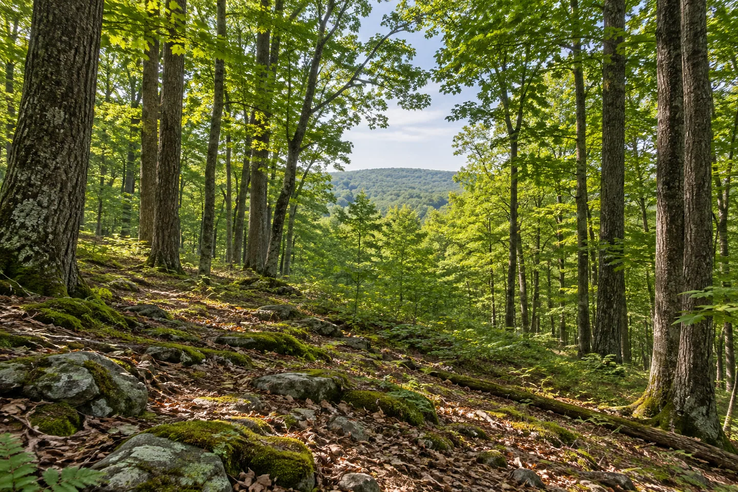Dry Brook Ridge Wild Forest — AI-generated editorial illustration