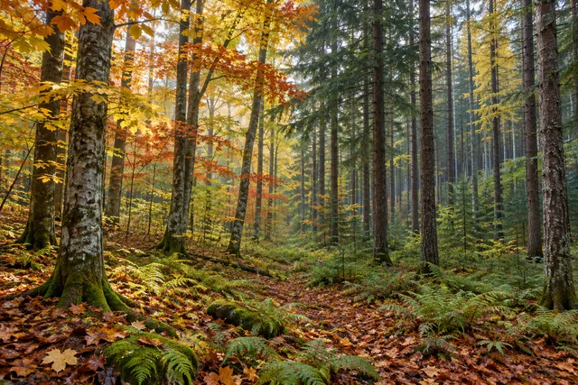 Fall Brook State Forest — AI-generated editorial illustration
