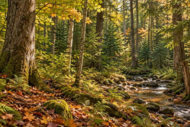 Fish Creek State Forest — AI-generated editorial illustration