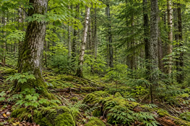 Florence Hill State Forest — AI-generated editorial illustration