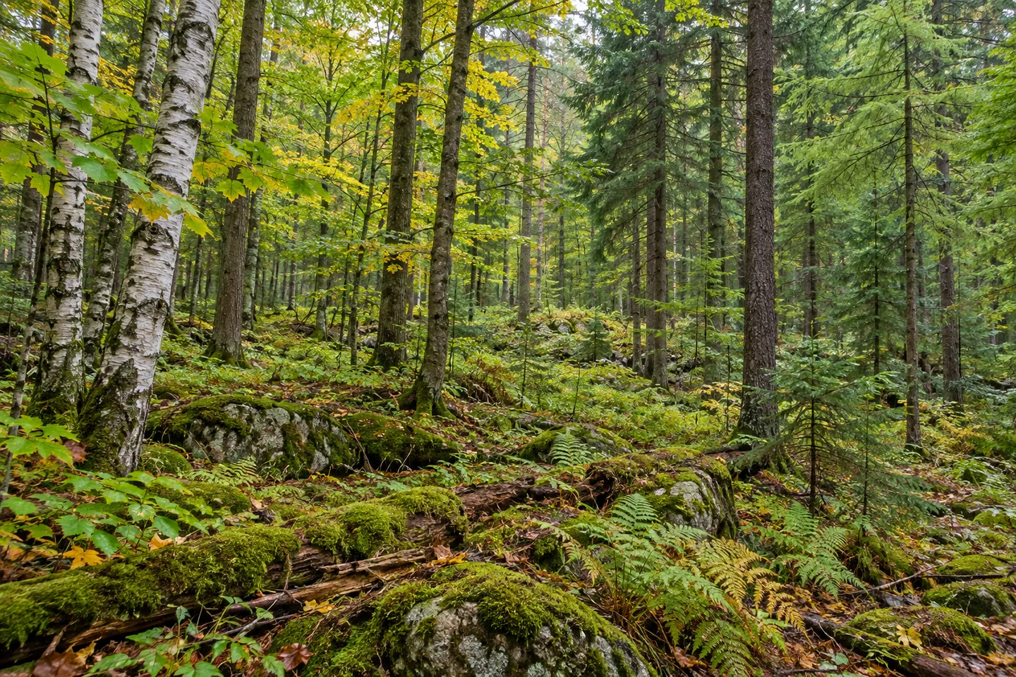 Furnace Creek State Forest — AI-generated editorial illustration
