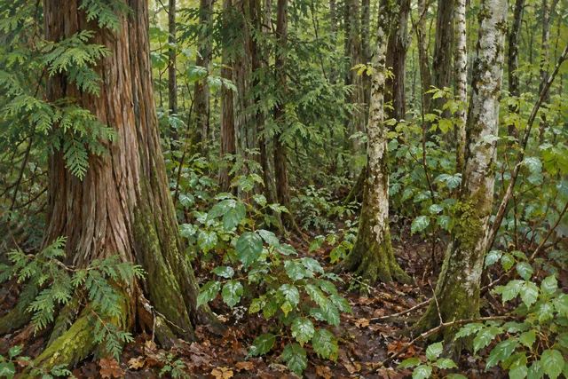Grantville State Forest — AI-generated editorial illustration