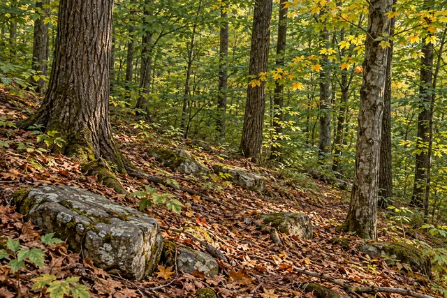 Huckleberry Ridge State Forest — AI-generated editorial illustration