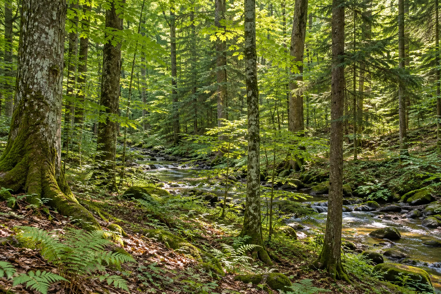 Jackson Hill State Forest — AI-generated editorial illustration