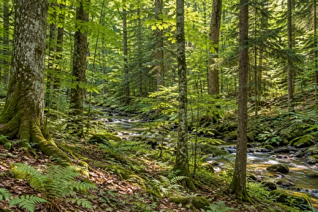 Jackson Hill State Forest — AI-generated editorial illustration