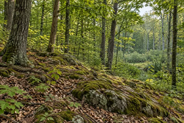 Lonesome Bay State Forest — AI-generated editorial illustration