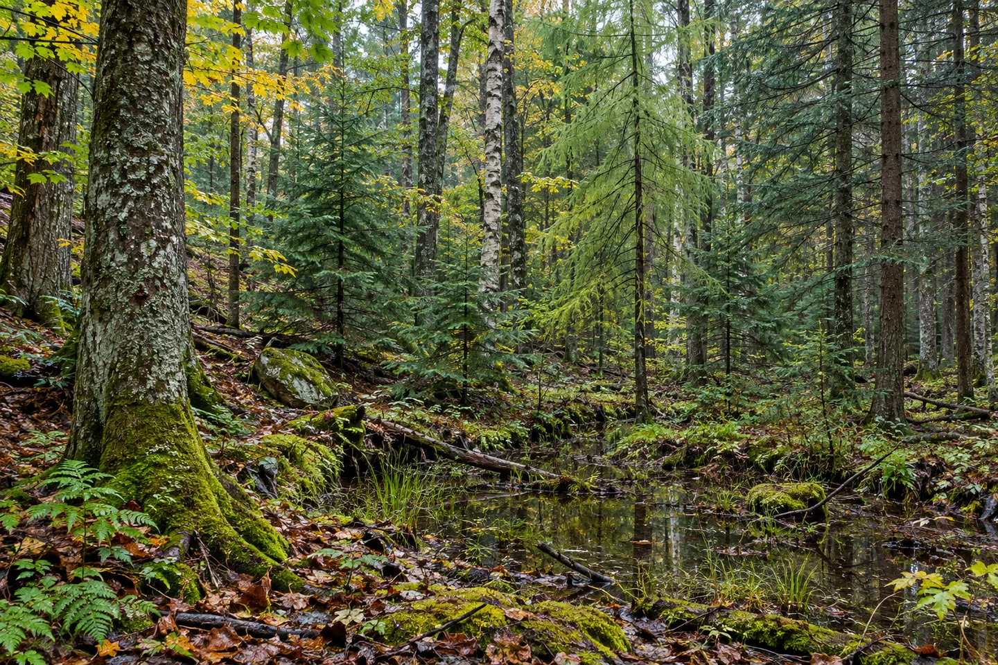 Mad River State Forest — AI-generated editorial illustration