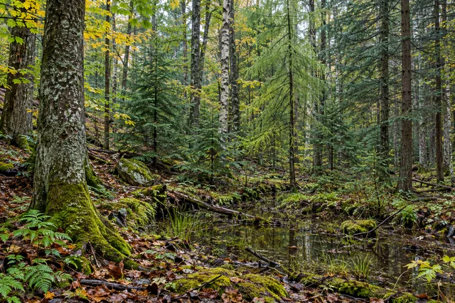Mad River State Forest — AI-generated editorial illustration