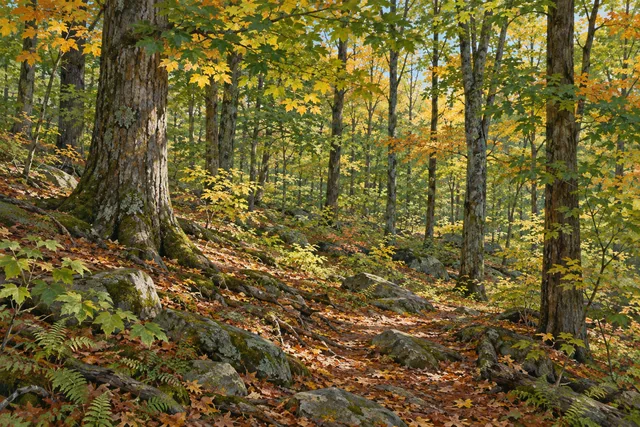 Morrow Mountain State Forest — AI-generated editorial illustration