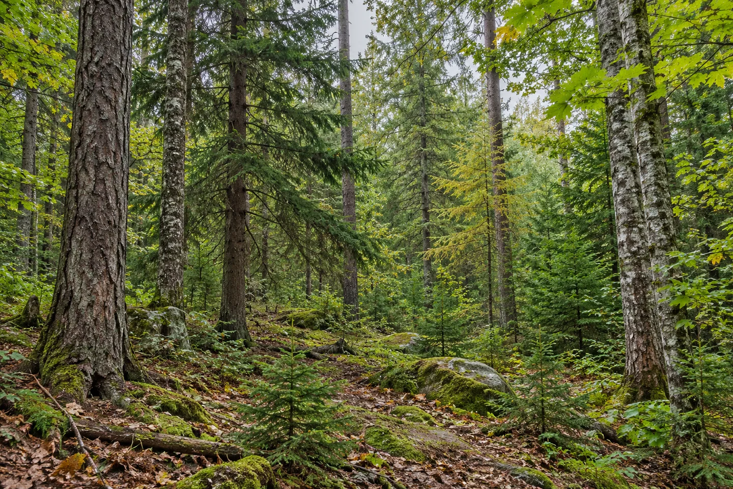 Nine Mile State Forest — AI-generated editorial illustration
