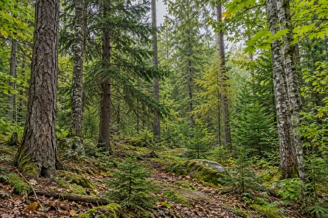 Nine Mile State Forest — AI-generated editorial illustration