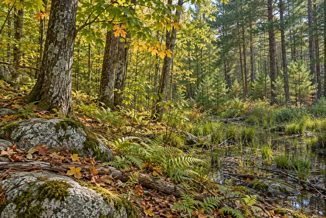 Onjebonge State Forest — AI-generated editorial illustration