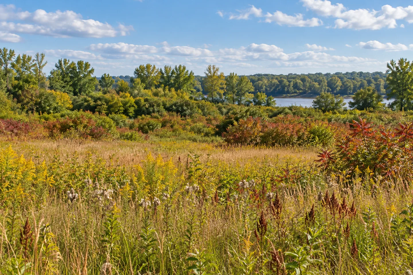 Oriskany Flats Wildlife Management Area — AI-generated editorial illustration
