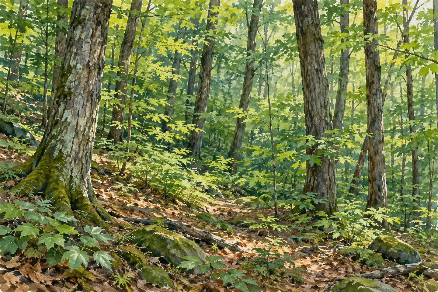 Otsquago State Forest — AI-generated editorial illustration