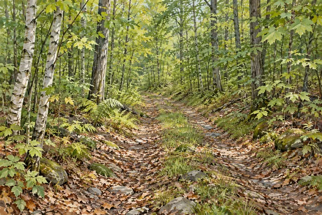 Plattekill State Forest — AI-generated editorial illustration