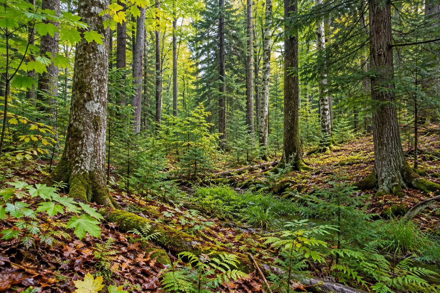 Point Rock State Forest — AI-generated editorial illustration