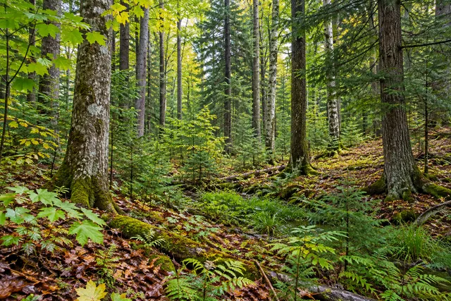 Point Rock State Forest — AI-generated editorial illustration