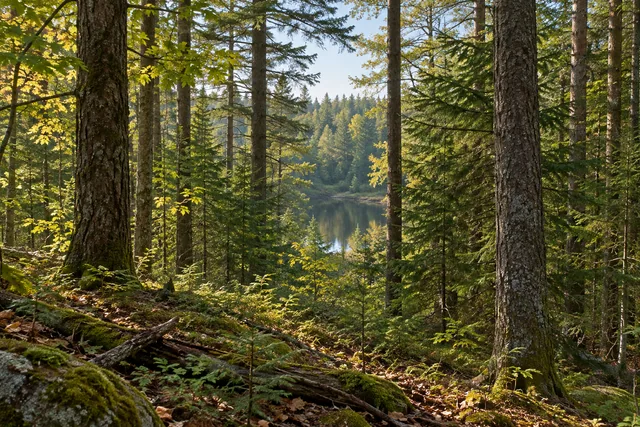 Popple Pond State Forest — AI-generated editorial illustration