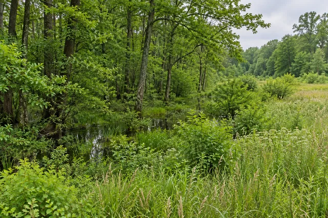 Rome Wildlife Management Area — AI-generated editorial illustration