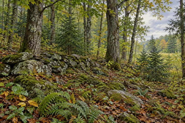 Skinner Hill State Forest — AI-generated editorial illustration