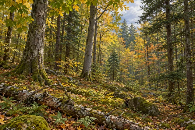 Stave Mill State Forest — AI-generated editorial illustration