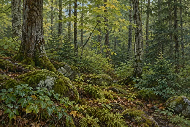 Stone Hill State Forest — AI-generated editorial illustration