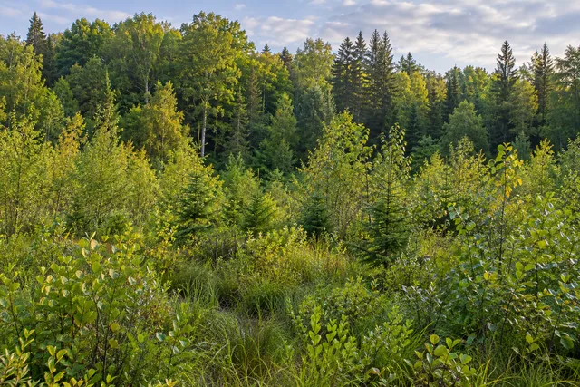 Swancott Hill State Forest — AI-generated editorial illustration