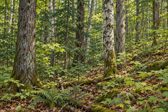 Tug Hill State Forest — AI-generated editorial illustration