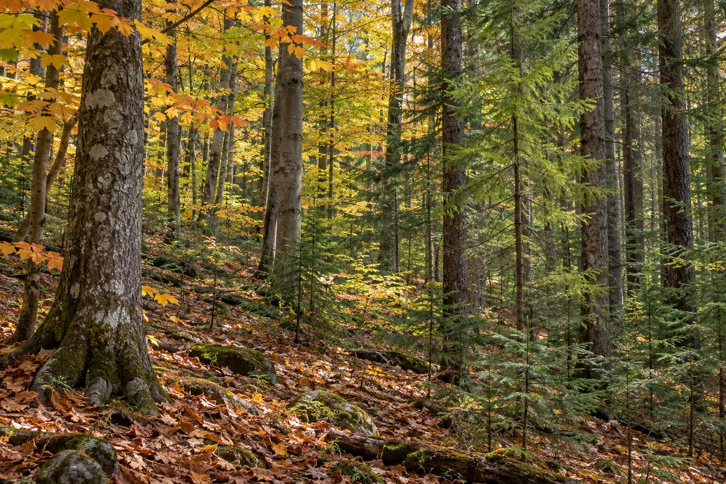 Webster Hill State Forest — AI-generated editorial illustration