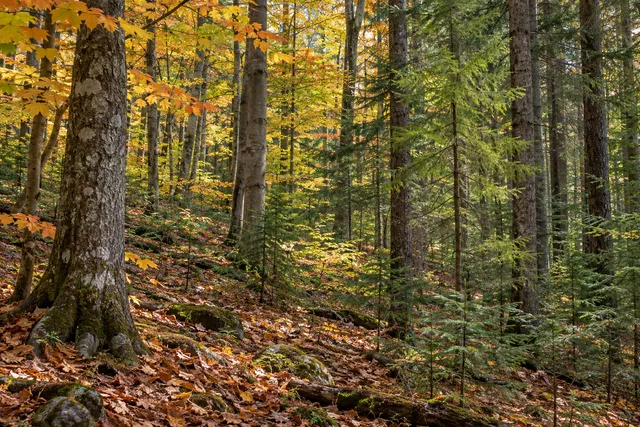 Webster Hill State Forest — AI-generated editorial illustration