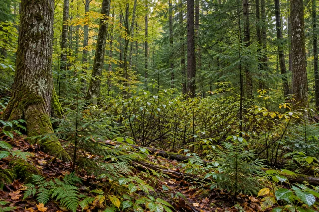 West Branch State Forest — AI-generated editorial illustration