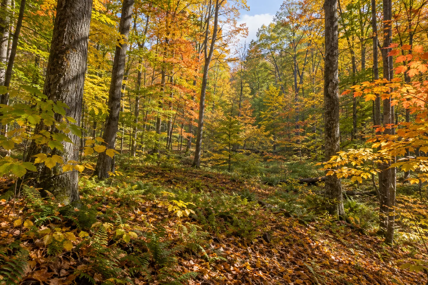 Whalen Memorial State Forest — AI-generated editorial illustration