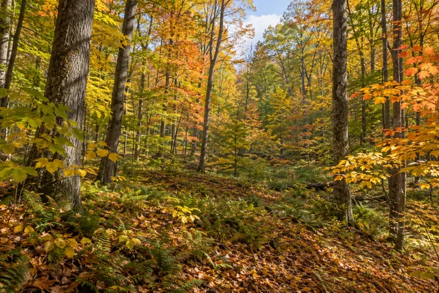 Whalen Memorial State Forest — AI-generated editorial illustration