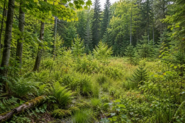 Woodhull State Forest — AI-generated editorial illustration